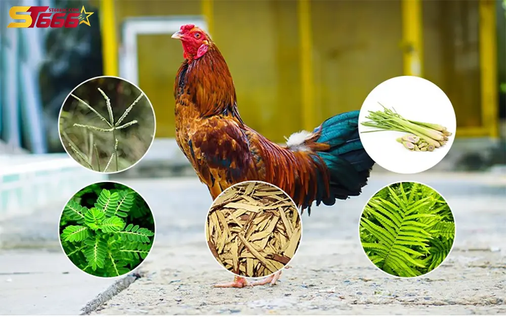 Bí quyết huấn luyện gà chọi trở thành chiến binh bất bại