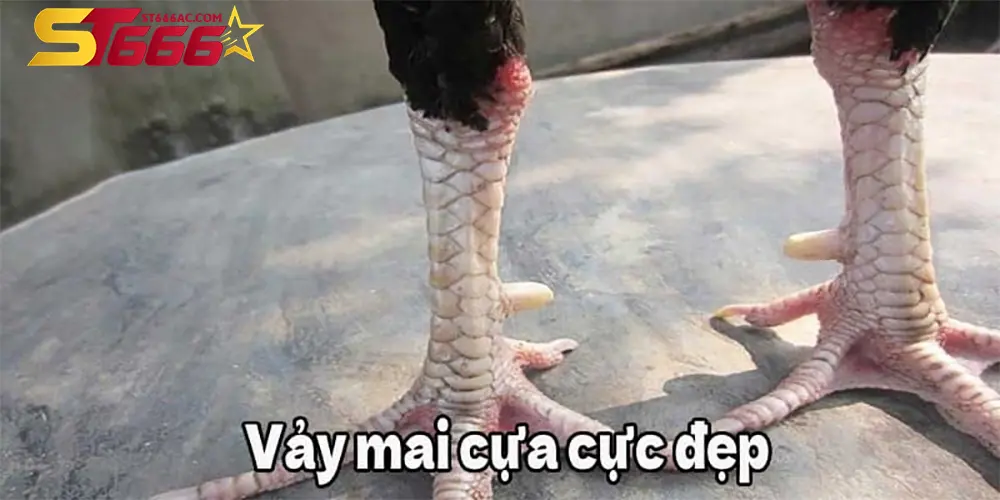 Cách xem vảy gà chọi: Từ cơ bản đến nâng cao cho người mới 3 Cách chăm sóc gà chọi để giữ dáng vảy và sức khỏe