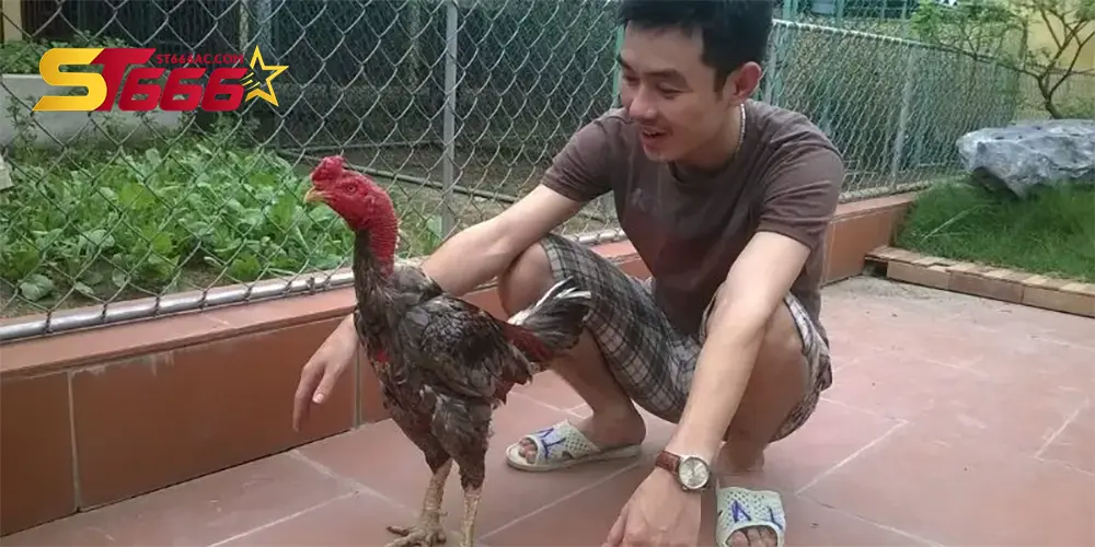 Sức khỏe là nền tảng của một chiến kê