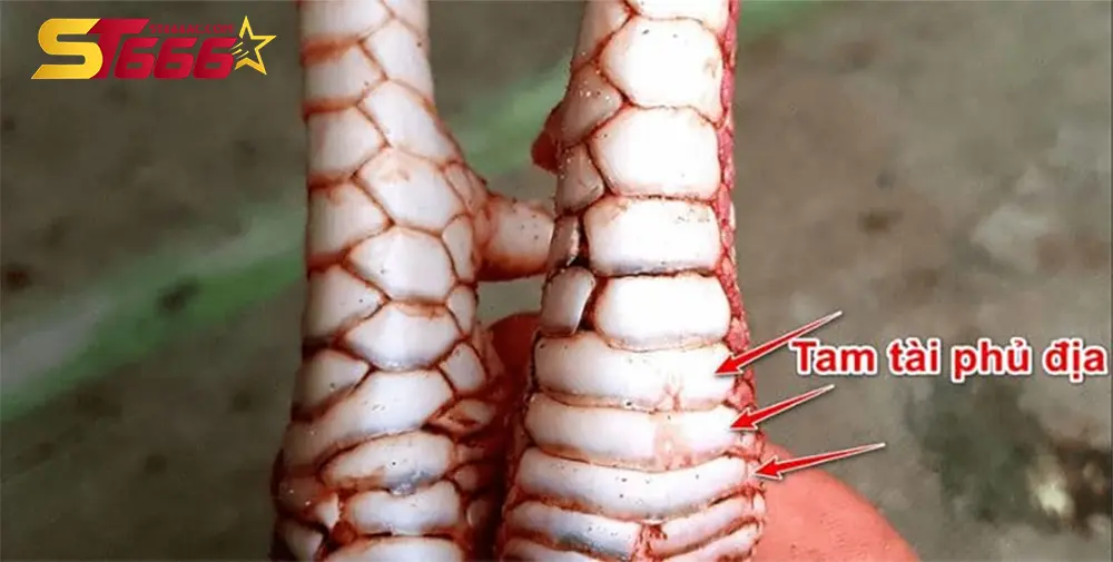 Cách xem vảy gà chọi: Từ cơ bản đến nâng cao cho người mới